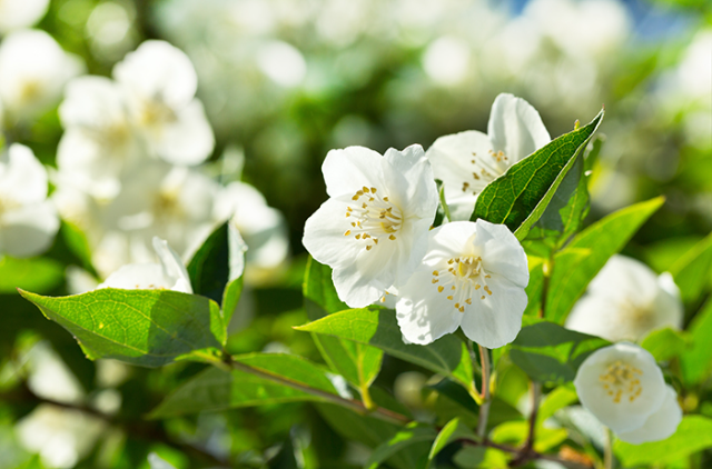 5 Jenis Obat Herbal berasal dari Bunga